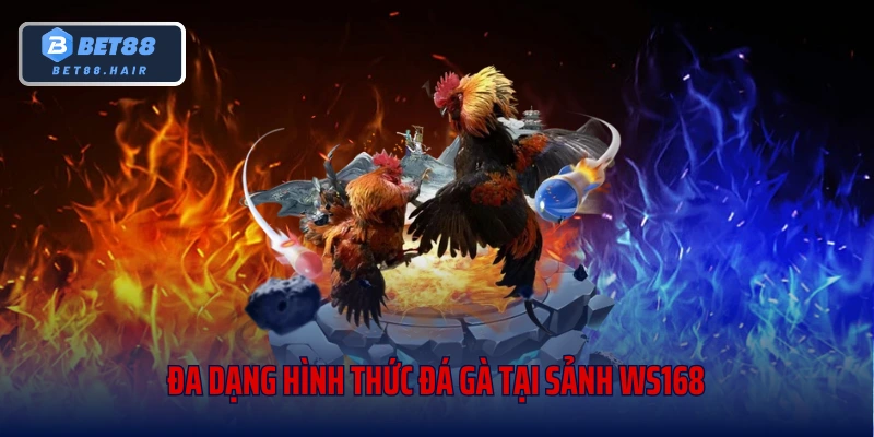 Đa dạng hình thức đá gà tại sảnh WS168