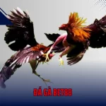 Đá Gà BET88 – Cuộc Chiến Nảy Lửa Giữa Những Chiến Kê 