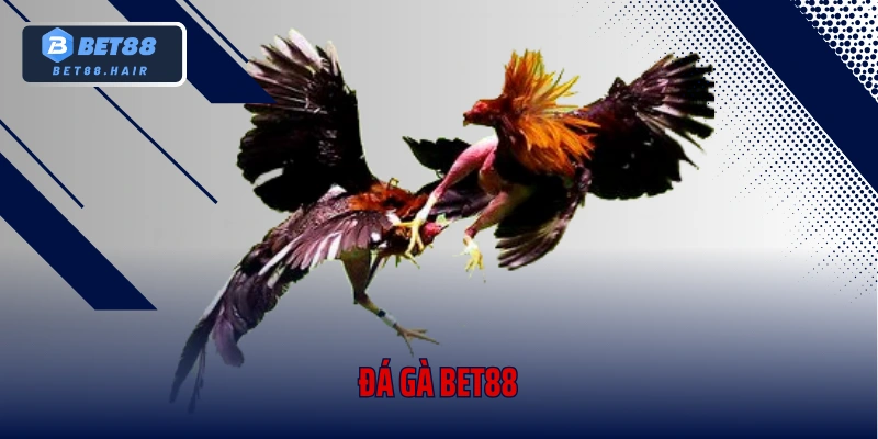 Đá Gà Bet88 – Cuộc Chiến Nảy Lửa Giữa Những Chiến Kê 