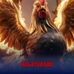 Đá Gà Cựa Dao - Bắt Trọn Từng Khoảnh Khắc Chọi Kê Cùng Bet88