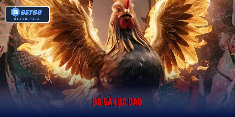 Đá Gà Cựa Dao - Bắt Trọn Từng Khoảnh Khắc Chọi Kê Cùng Bet88