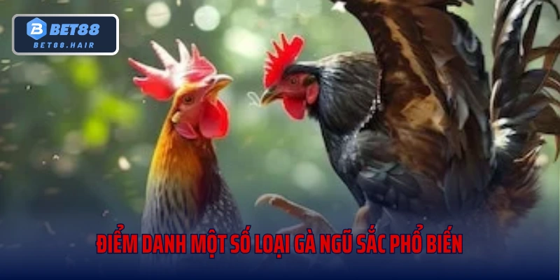 Điểm danh một số loại gà ngũ sắc phổ biến