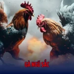 Gà Ngũ Sắc – Săn Tìm Vẻ Đẹp Độc Bản Và Quý Hiếm