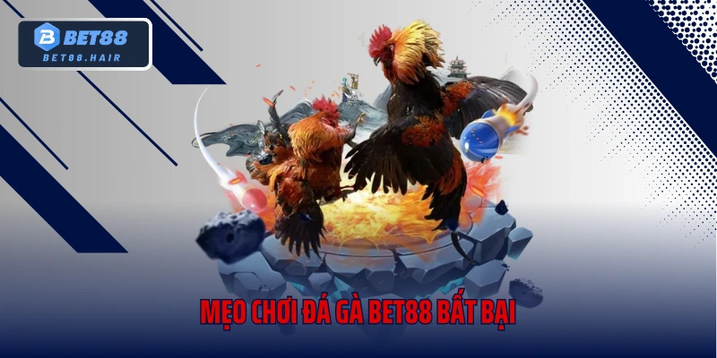Mẹo chơi đá gà Bet88 bất bại