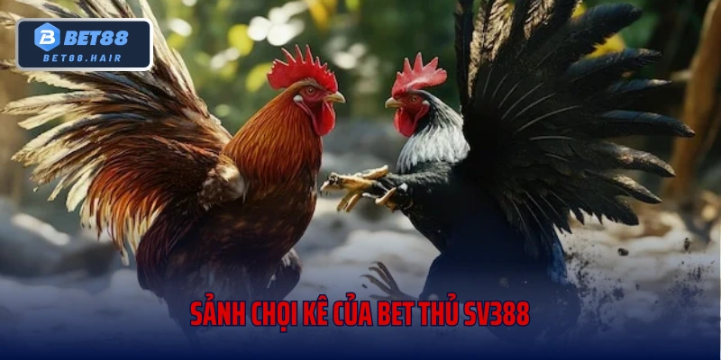 Sảnh chọi kê của bet thủ SV388