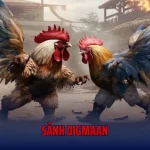 Sảnh Digmaan Bet88 – Đấu Trường Chọi Kê Chuyên Nghiệp