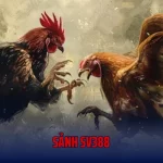 Sảnh SV388 – Thiên Đường Chọi Kê Số 1 Đông Nam Á
