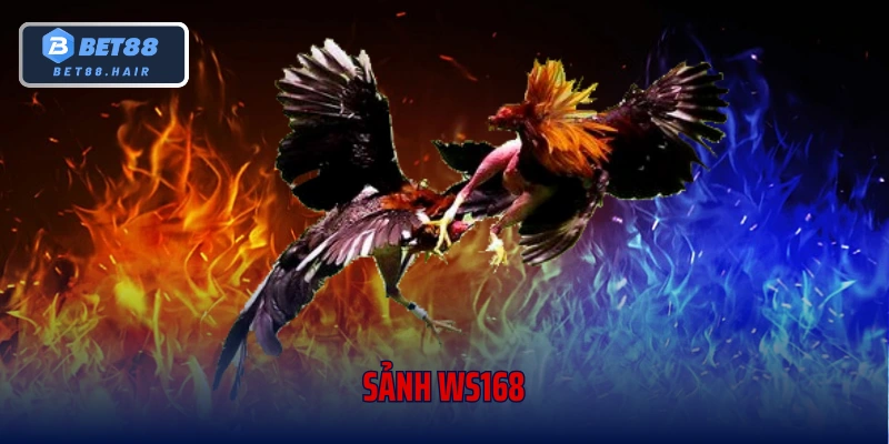 Sảnh WS168 – Điểm Hẹn Đá Gà Xanh Chín Cho Kê Thủ