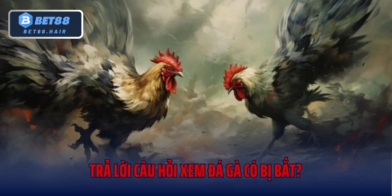 Trả lời câu hỏi xem đá gà có bị bắt?