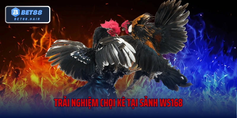 Trải nghiệm chọi kê tại sảnh WS168