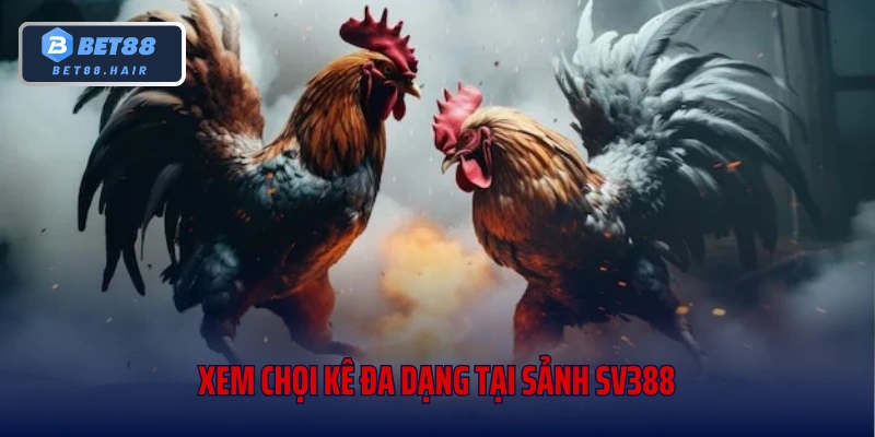 Xem chọi kê đa dạng tại sảnh sv388