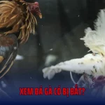Bet88 Giải Đáp Băn Khoăn Xem Đá Gà Có Bị Bắt?