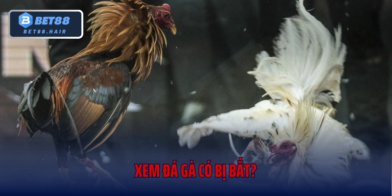 Bet88 Giải Đáp Băn Khoăn Xem Đá Gà Có Bị Bắt?
