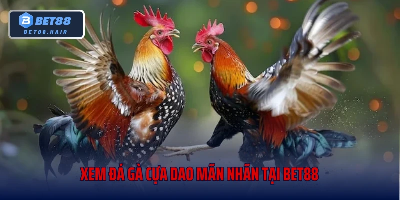 Xem đá gà cựa dao mãn nhãn tại Bet88